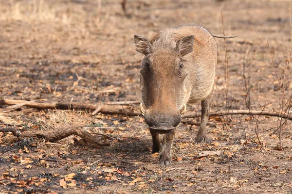 Warzenschwein Warthog Phacochoerus Africanus — Photo