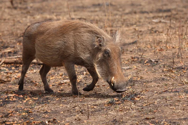 Warzenschwein Warthog Phacochoerus Africanus — Stock Fotó