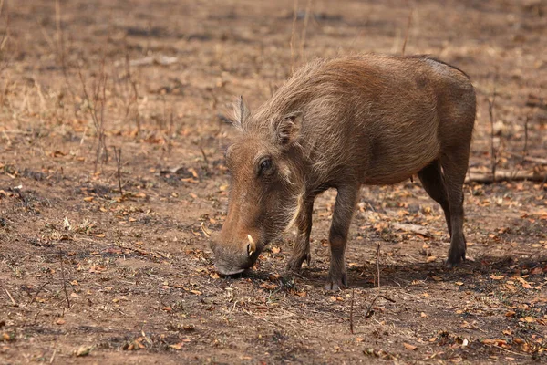 Warzenschwein Warthog Phacochoerus Africanus — Foto Stock