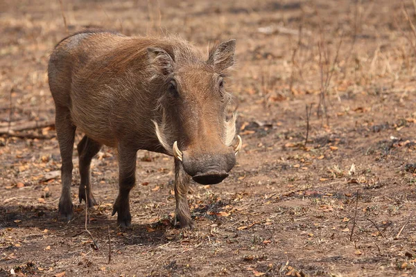 Warzenschwein Warthog Phacochoerus Africanus — Stock Fotó