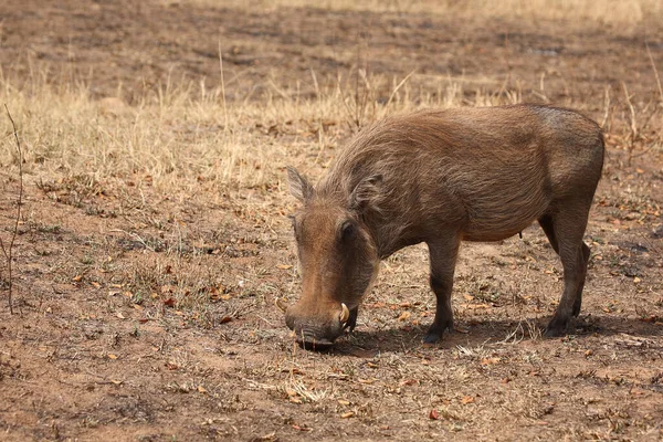 Warzenschwein Warthog Phacochoerus African — стоковое фото