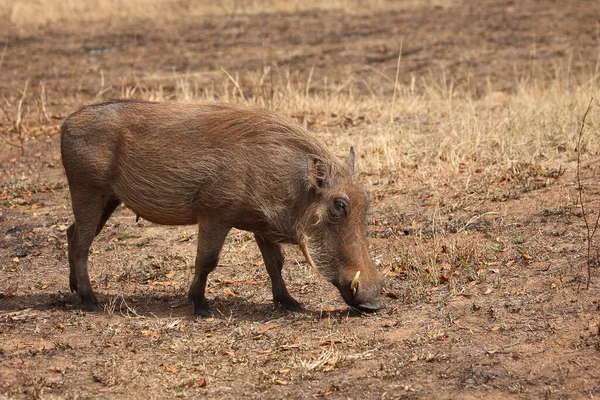 Warzenschwein Warthog Phacochoerus Africanus — Fotografia de Stock