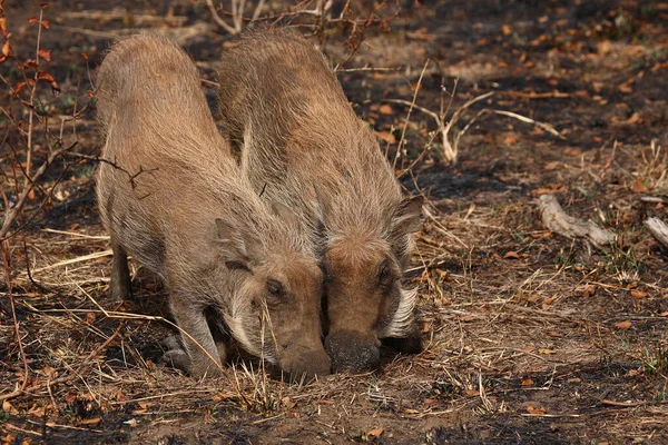 Warzenschwein Warthog Phacochoerus Africanus — Stockfoto