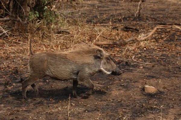 Warzenschwein Warthog Phacochoerus African — стоковое фото