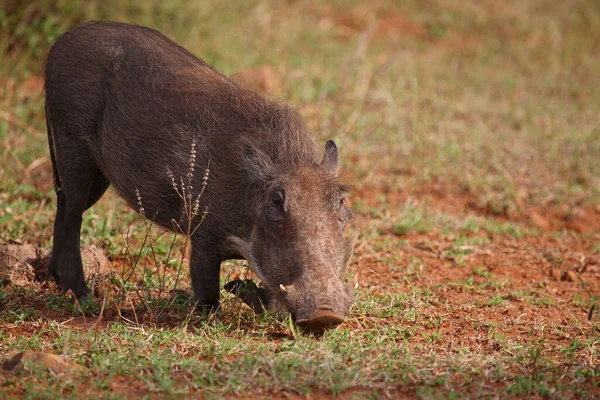 Warzenschwein Warthog Phacochoerus Africanus — 图库照片