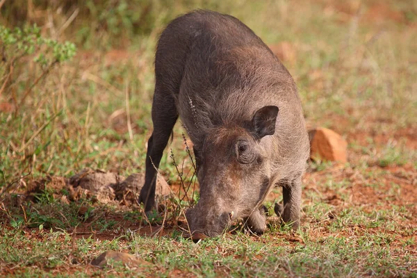 Warzenschwein Warthog Phacochoerus Africanus — Zdjęcie stockowe