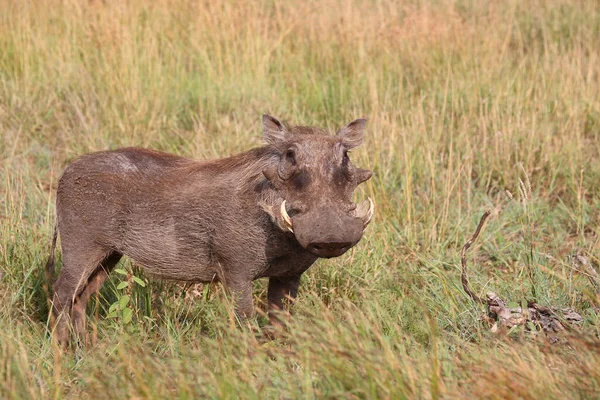 Warzenschwein Warthog Phacochoerus Africanus — Zdjęcie stockowe