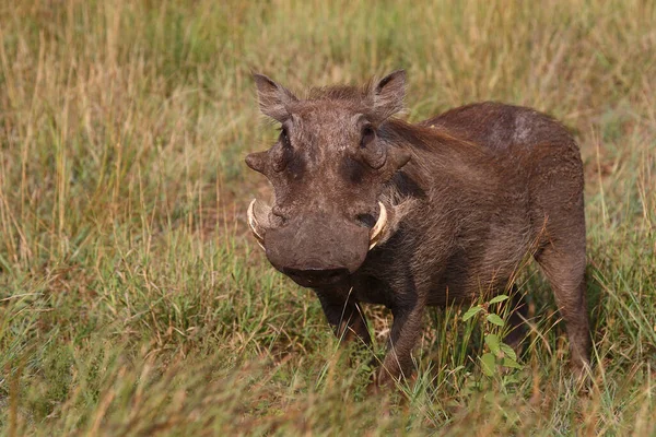 Warzenschwein Warthog Phacochoerus Africanus — Zdjęcie stockowe