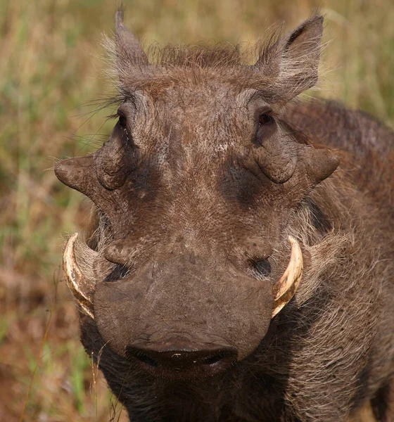 Warzenschwein Warthog Phacochoerus Africanus — 图库照片