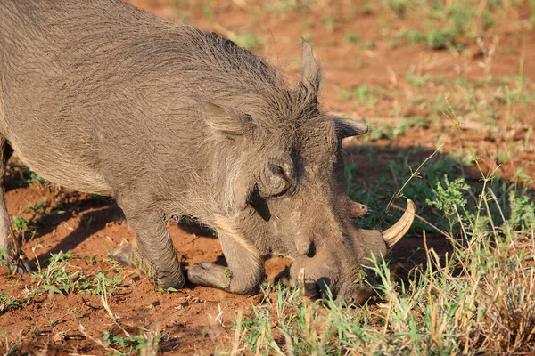 Warzenschwein Warthog Phacochoerus Africanus — Photo