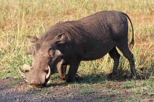 Warzenschwein Warthog Phacochoerus Africanus — Zdjęcie stockowe