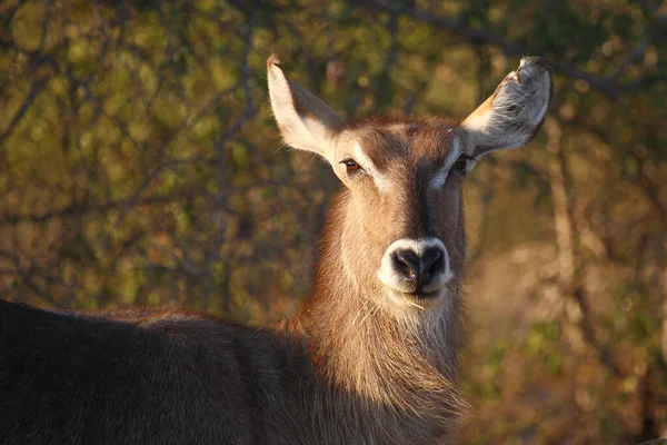 Wasserbock Waterbuck Kobus Ellipsiprymnus — Fotografia de Stock