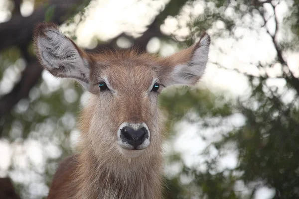 Wasserbock Waterbuck Kobus Ellipsiprymnus —  Fotos de Stock