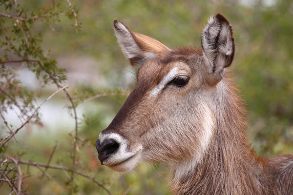 Wasserbock Waterbuck Kobus Ellipsiprymnus — Φωτογραφία Αρχείου