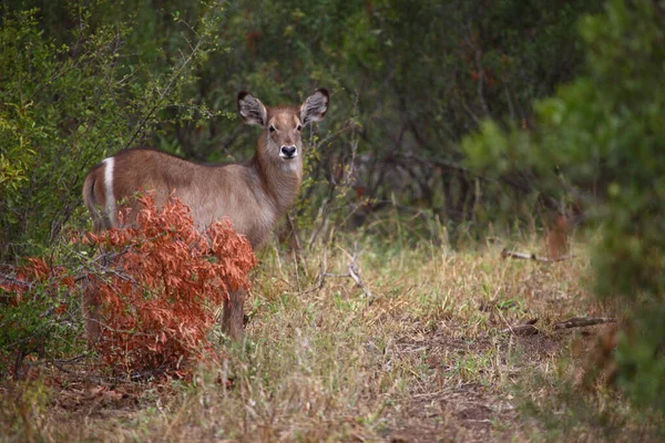 Wasserbock Waterbuck Kobus Ellipsiprymnus — Fotografia de Stock