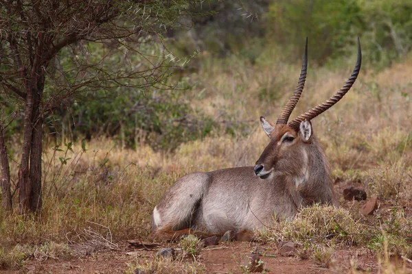 Wasserbock Waterbuck Kobus Ellipsiprymnus — Stok fotoğraf