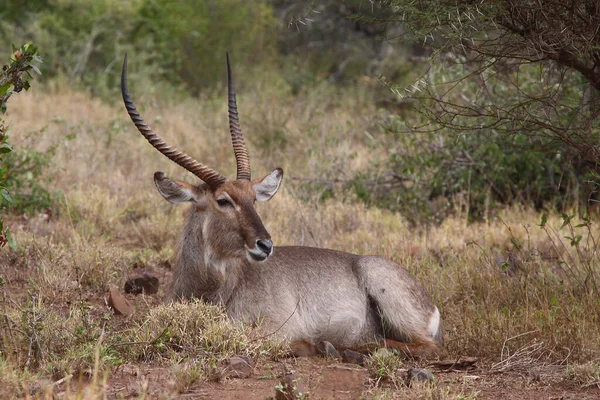 Wasserbock Waterbuck Kobus Ellipsiprymnus — Stok fotoğraf