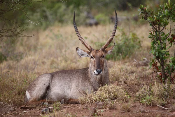 Wasserbock Waterbuck Kobus Ellipsiprymnus — Foto Stock