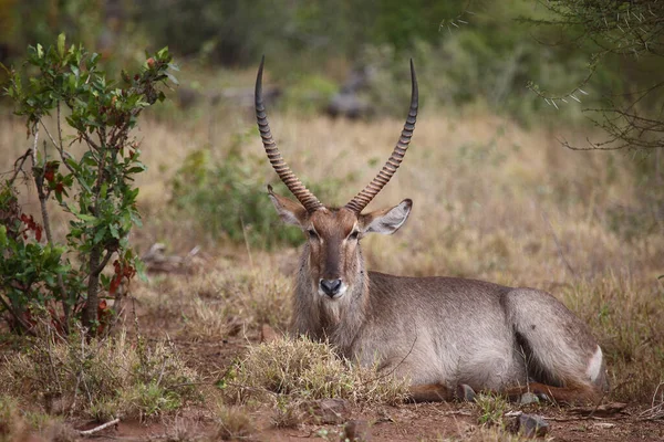 Wasserbock Waterbuck Kobus Ellipsiprymnus — стокове фото