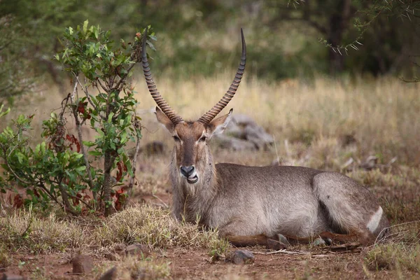 Wasserbock Waterbuck Kobus Ellipsiprymnus — Stok fotoğraf