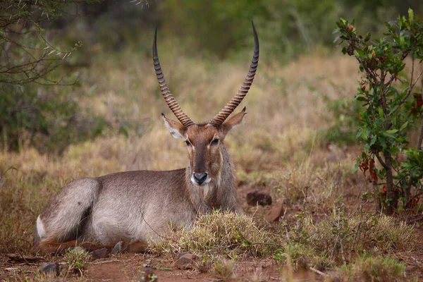 Wasserbock Waterbuck Kobus Ellipsiprymnus — 스톡 사진