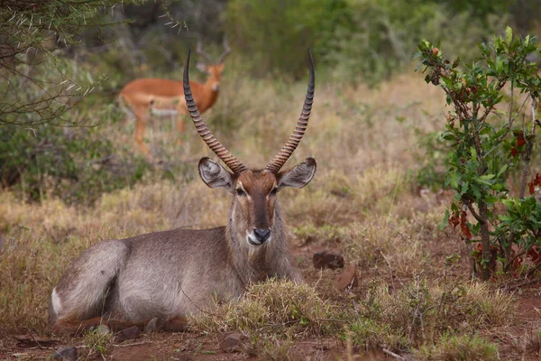 Wasserbock Waterbuck Kobus Ellipsiprymnus — Zdjęcie stockowe