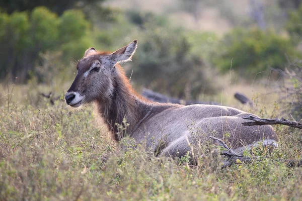 Wasserbock Waterbuck Kobus Ellipsiprymnus — Fotografia de Stock