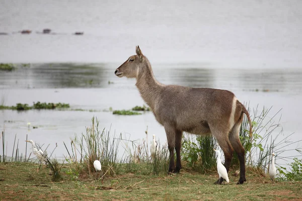 Wasserbock Und Kuhreiher Waterbuck Cattle Egret Kobus Ellipsiprymnus Bubulcus Ibis — Stockfoto