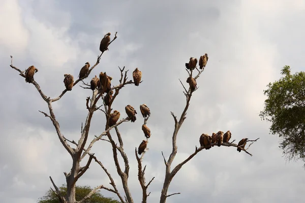 Weissrueckengeier Buitre Respaldado Por Blancos Gyps Africanus — Foto de Stock