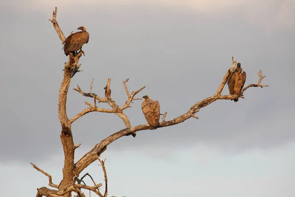 Weissrueckengeier Buitre Respaldado Por Blancos Gyps Africanus — Foto de Stock