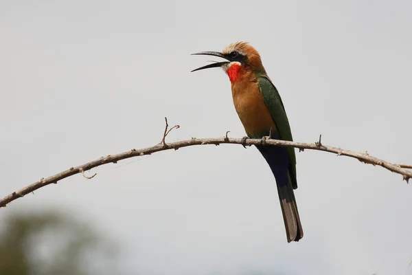 Weissstirnspint White Fronted Bee Eater Merops Bullockoides — Stock Photo, Image