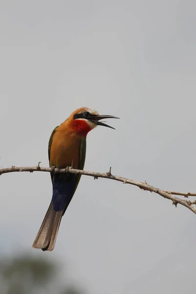 Weissstirnspint White Fronted Bee Eater Merops Bullockoides — Stock Photo, Image