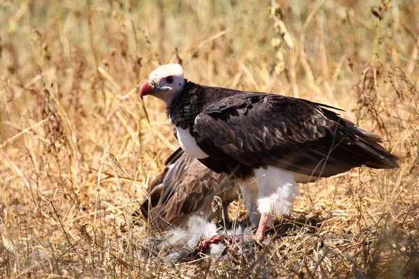 Wollkopfgeier Abutre Cabeça Branca Trigonoceps Occipitalis — Fotografia de Stock