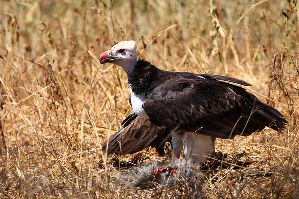 Wollkopfgeier White Headed Vulture Trigonoceps Occipitalis — Stock Photo, Image
