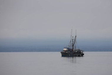 Pazifik - Balıkçıl / Pasifik - Balıkçı