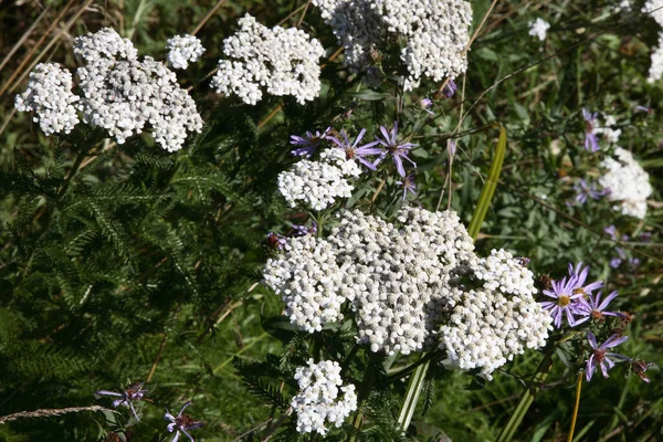 Weisse Blume White Flower Flos — Fotografia de Stock