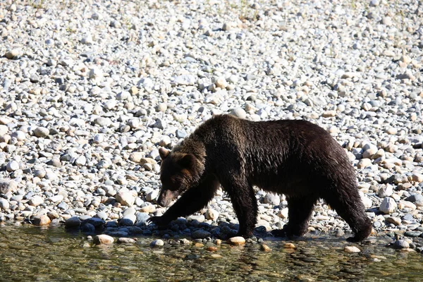 Graubaer Grizzly Bear Ursus Arctos Horibilis — 图库照片