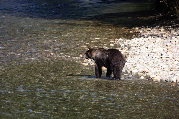 Graubaer Grizzli Ursus Arctos Horibilis — Photo