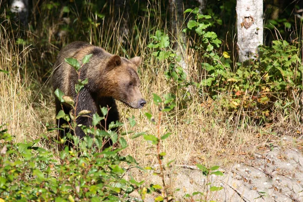 Graubaer Grizzly Bear Ursus Arctos Horibilis — 图库照片