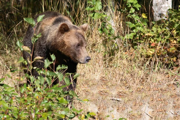 Graubaer Grizzly Bear Ursus Arctos Horibilis — 图库照片