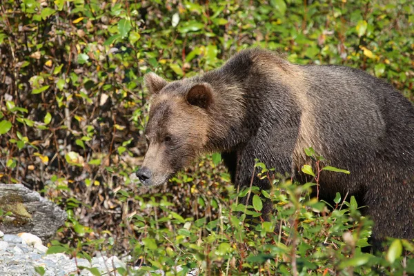 Graubaer Grizzlybjörn Ursus Arctos Horibilis — Stockfoto