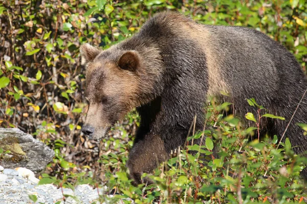 Graubaer Grizzly Bear Ursus Arctos Horibilis — Φωτογραφία Αρχείου