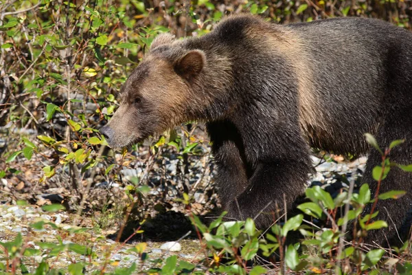 Graubaer Grizzly Bear Ursus Arctos Horibilis — Stok fotoğraf