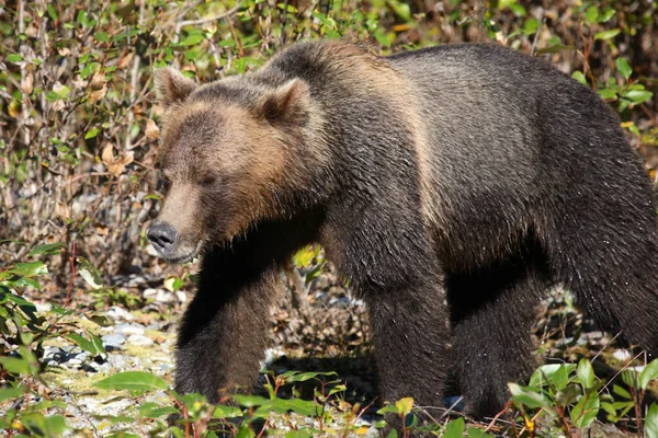 Graubaer Grizzlybeer Ursus Arctos Horibilis — Stockfoto