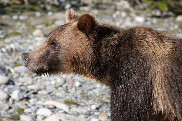 Graubaer Grizzly Bear Ursus Arctos Horibilis — 图库照片