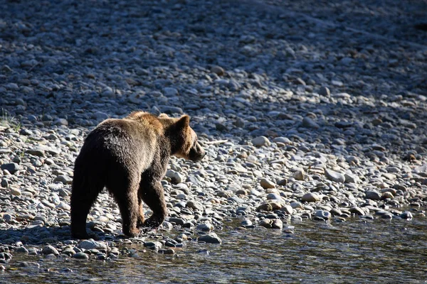 Graubaer Grizzlybeer Ursus Arctos Horibilis — Stockfoto