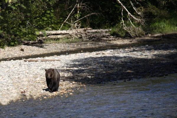 Graubaer Orso Grizzly Ursus Arctos Horibilis — Foto Stock