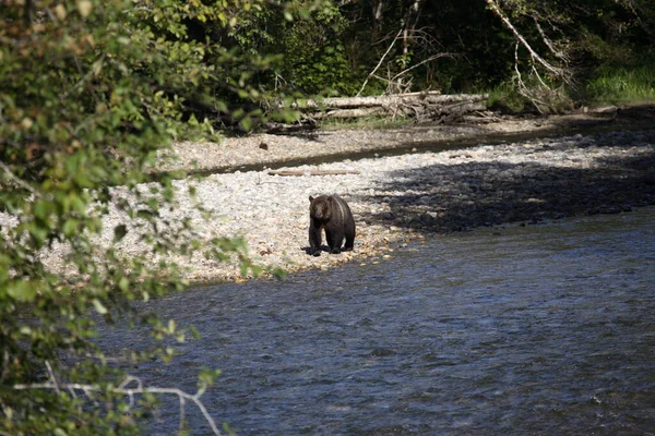 Graubaer Grizzlybjörn Ursus Arctos Horibilis — Stockfoto