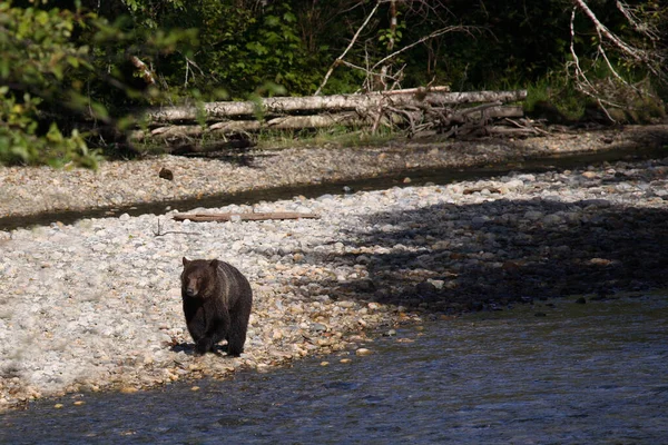 Graubaer Grizzli Ursus Arctos Horibilis — Photo