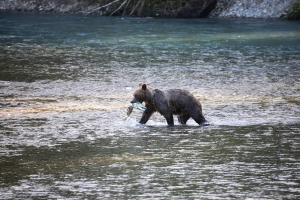 Graubaer Grizzly Bear Ursus Arctos Horibilis — Stock fotografie